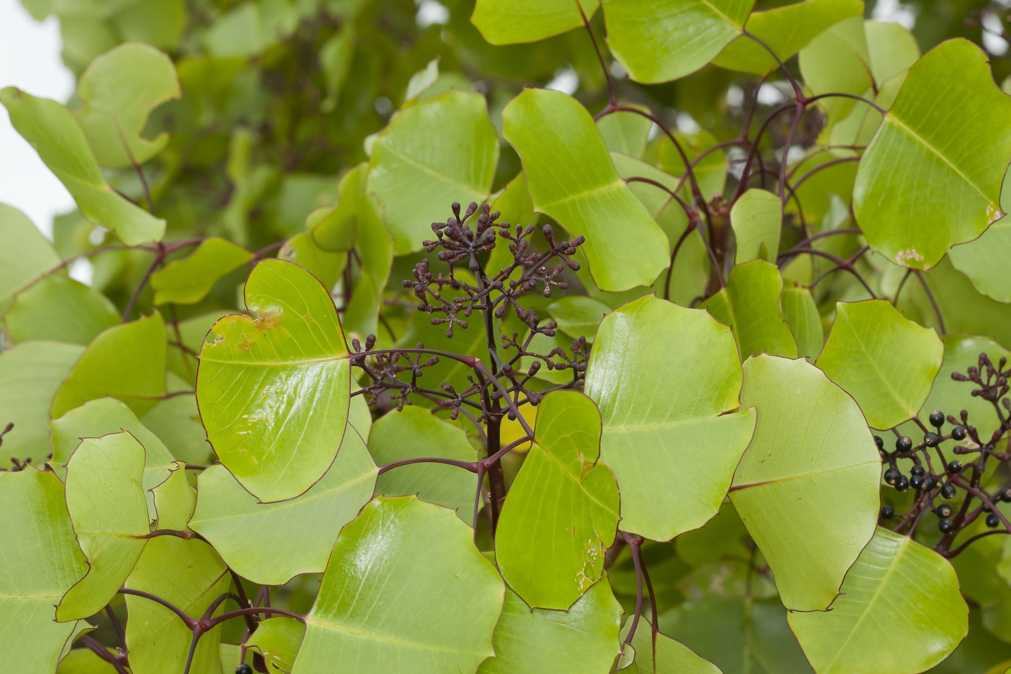 Cheirodendron