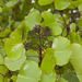 Cheirodendron platyphyllum - Photo (c) John Game，保留部份權利CC BY-NC-SA