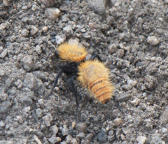 Dasymutilla coccineohirta