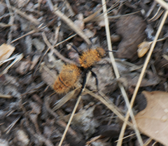 Dasymutilla coccineohirta