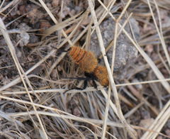Dasymutilla coccineohirta