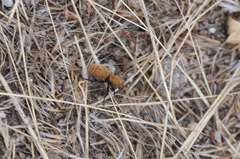 Dasymutilla coccineohirta