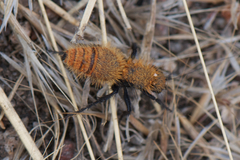 Dasymutilla coccineohirta