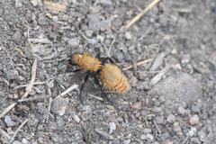 Dasymutilla coccineohirta