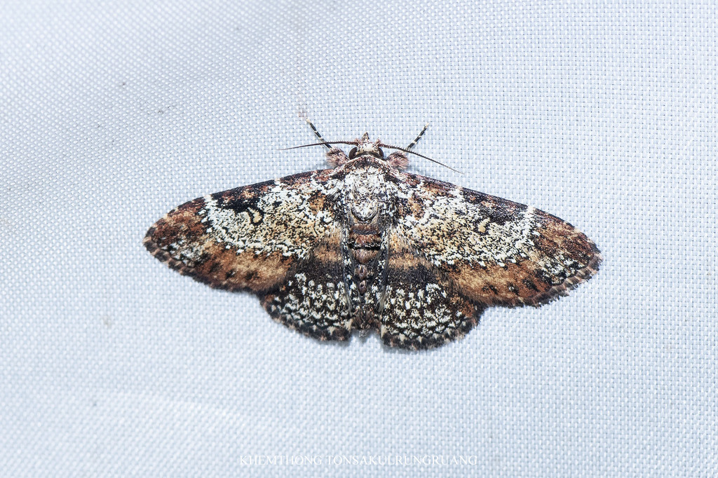 Caduca