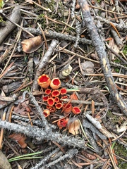 Microstoma protractum