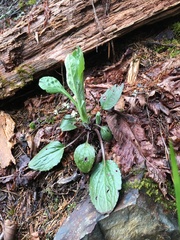 Rugelia nudicaulis