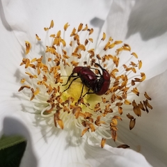 Merhynchites bicolor