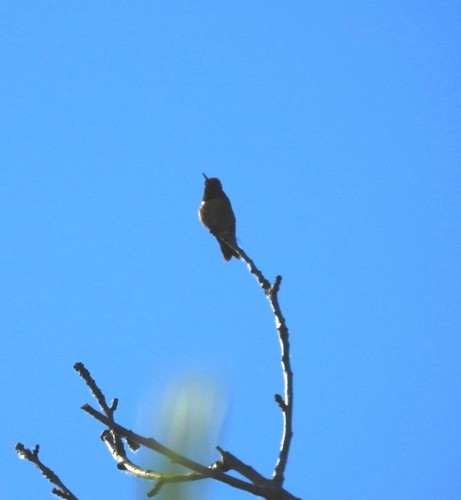 Black-chinned Hummingbird photographed in Idaho