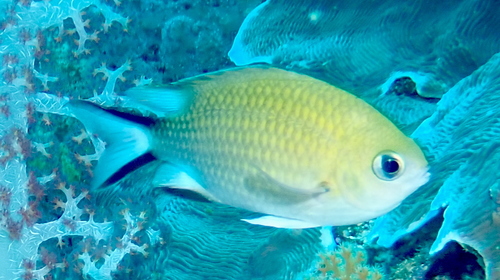 Chromis scotochiloptera