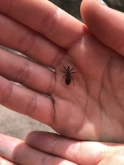 Rhynocoris ventralis