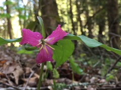 Trillium catesbaei