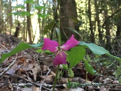 Trillium catesbaei