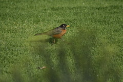 Turdus migratorius