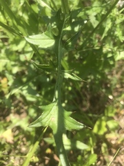 Cirsium carolinianum