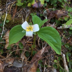Trillium catesbaei