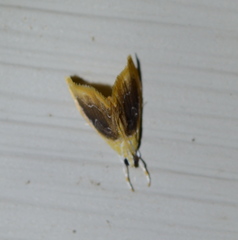 Glaphyria fulminalis