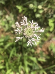 Marshallia legrandii