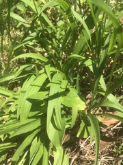 Marshallia legrandii