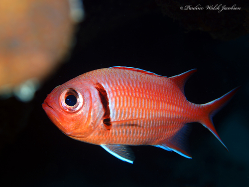 Photo of Blackbar soldierfish (Myripristis jacobus)