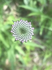 Marshallia legrandii