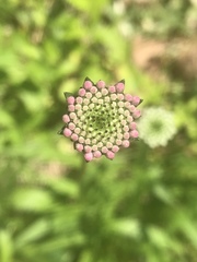 Marshallia legrandii