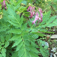 Dicentra eximia