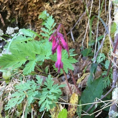 Dicentra eximia