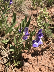 Scutellaria brittonii
