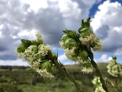Pimelea bracteata