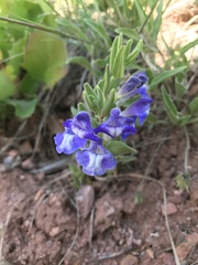 Scutellaria brittonii