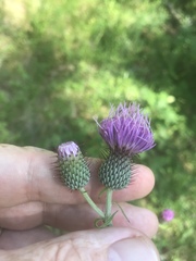Cirsium carolinianum