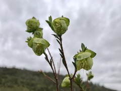 Pimelea bracteata