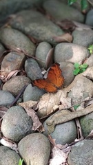 Junonia hedonia