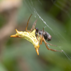 Micrathena furcata