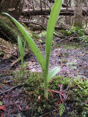 Platanthera aquilonis