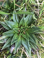 Plantago muelleri