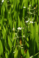 Sagittaria macrophylla
