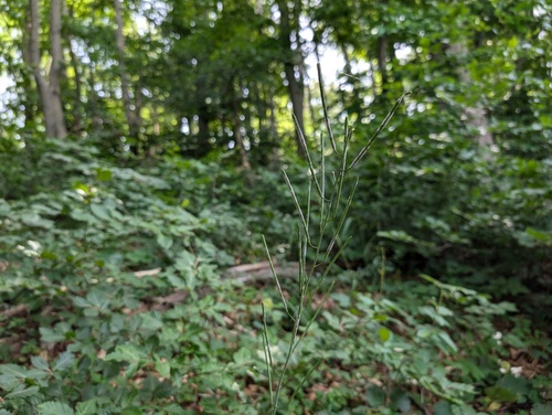 Fourraea alpina, photograph 5