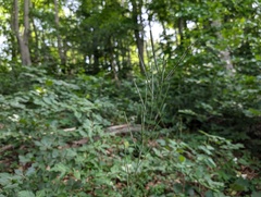 Fourraea alpina, photograph arthur_haendler, CC BY, iNaturalist via GBIF