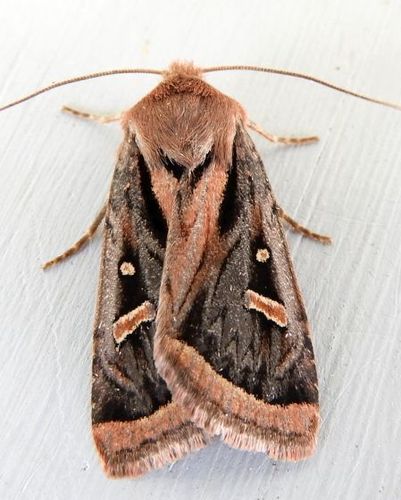 Trichofeltia circumdata