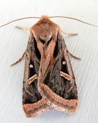 Trichofeltia circumdata