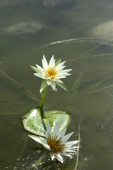 Nymphaea gracilis