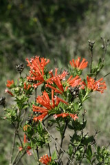 Bouvardia ternifolia