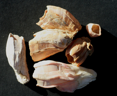 Notomegabalanus decorus