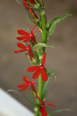 Lobelia cardinalis