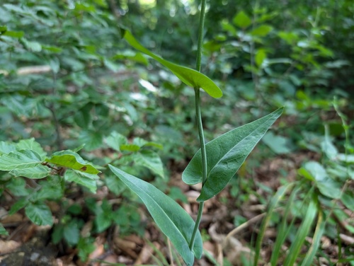 Fourraea alpina, photograph 6