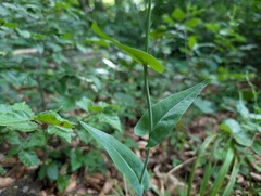 Fourraea alpina, photograph arthur_haendler, CC BY, iNaturalist via GBIF
