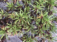 Brachyscome stolonifera