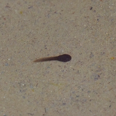 Rana boylii